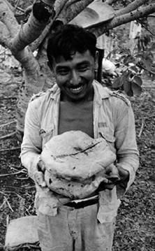 Orgullosamente un campesino sostiene dos de los panes ceremoniales horneados. Ceremonia del Ch’a Cháak. Chichimilá, 1971.