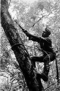 Diego trabaja sobre un árbol inclinado de zapote. Quintana Roo, 1971