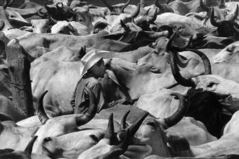 Elut lleva a su ganado al corral a pie. Rancho San Manuel, 1976.