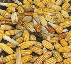 Cosecha de maíz 