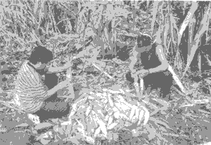 Preparacin de los elotes para el altar del Jo'olbej saj nal