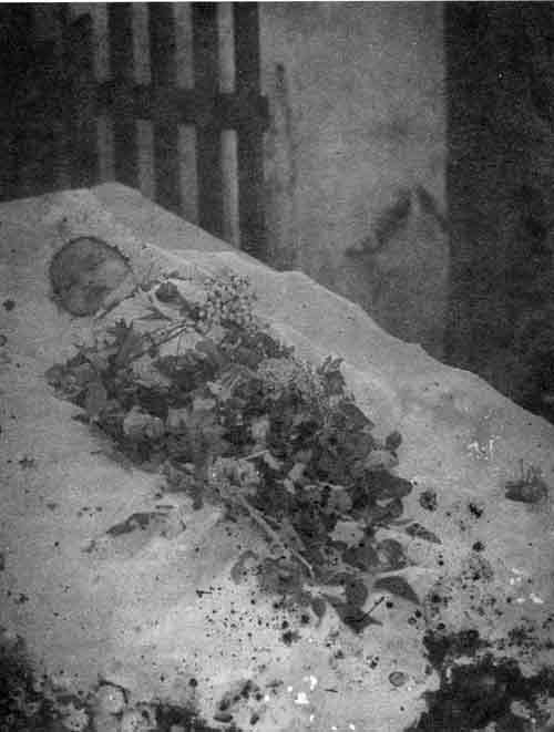 Foto 5. Fotografía de un niño muerto. Fototeca Guerra. UADY.