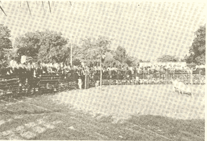 Corrida con toro y ya'ax en Popolá, Valladolid, Yucatán.