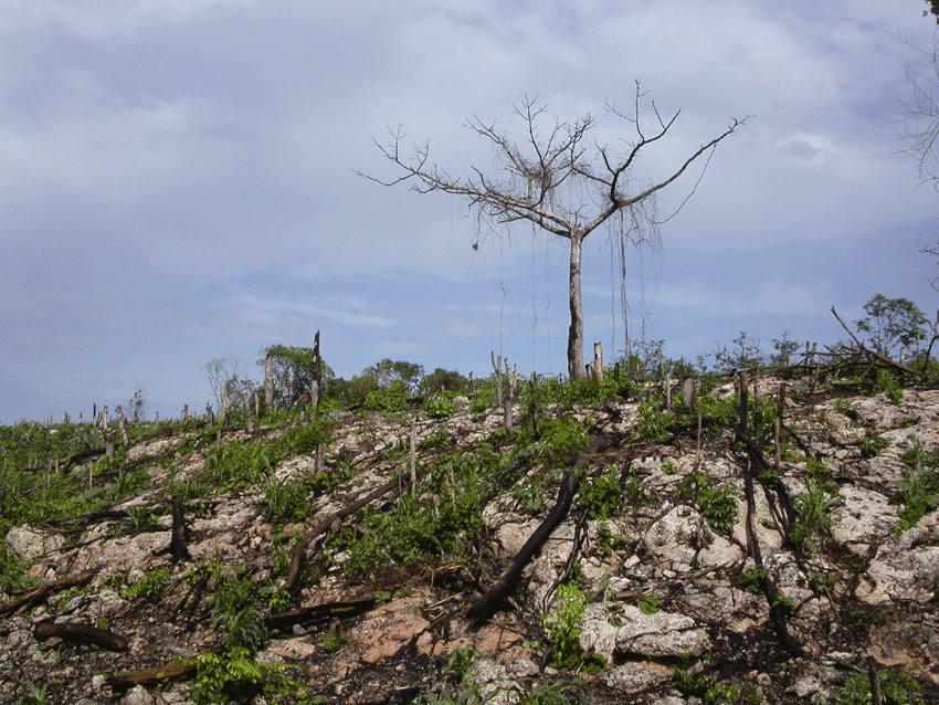 La milpa entre la laja, Xocen, Yucatn.   Foto: Fernando Rochaix.
