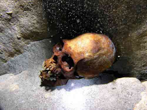 Cráneo humano. Foto de Guillermo de Anda. Human skull. Photo by Guillermo de Anda